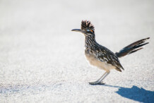 Greater Roadrunner