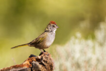 Green-tailed Towhee Green-tailed Towhee