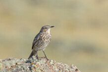 Sage Thrasher