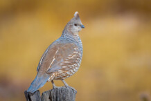 Scaled Quail Scaled Quail
