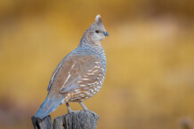 Scaled Quail