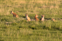 Swift Fox