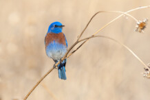 Western Bluebird Western Bluebird