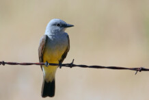 Western Kingbird