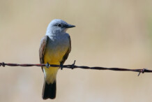 Western Kingbird Western Kingbird