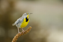 Western Meadowlark