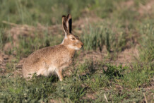 White-tailed Jackrabbit