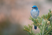 Woodhouse's Scrub Jay Woodhouse's Scrub Jay